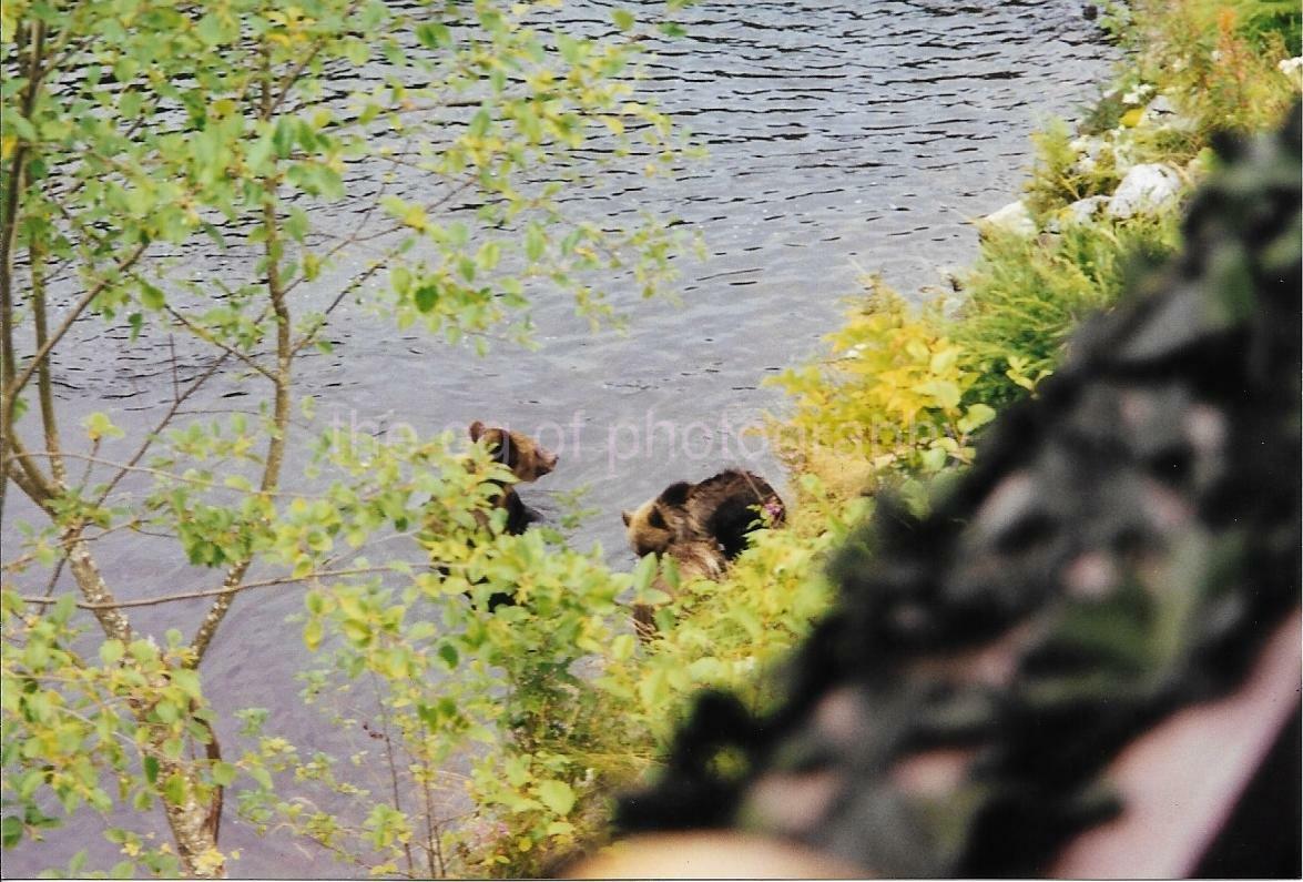 Canadian Bears FOUND Photo Poster paintingGRAPH Color CANADA Original Snapshot VINTAGE 98 17 J