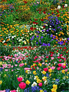 💝Last day clearance💝Mixed Perennial Flowers Seeds-Over 60 kinds mixed