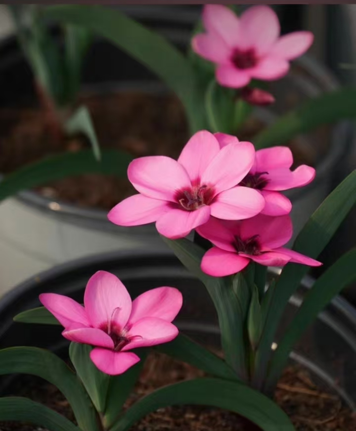 1094. Hesperantha humilis 0.5-1cm / Caudex /  Succulent plants / Garden landscape / Carefully select healthy plants