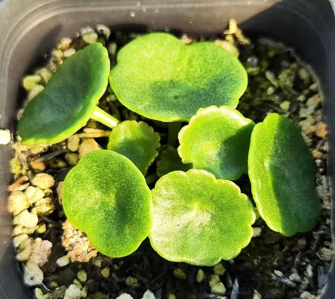 plant Aeonium Echeveria Haworthia  Caudex  Lithops Cactus  Agave 
