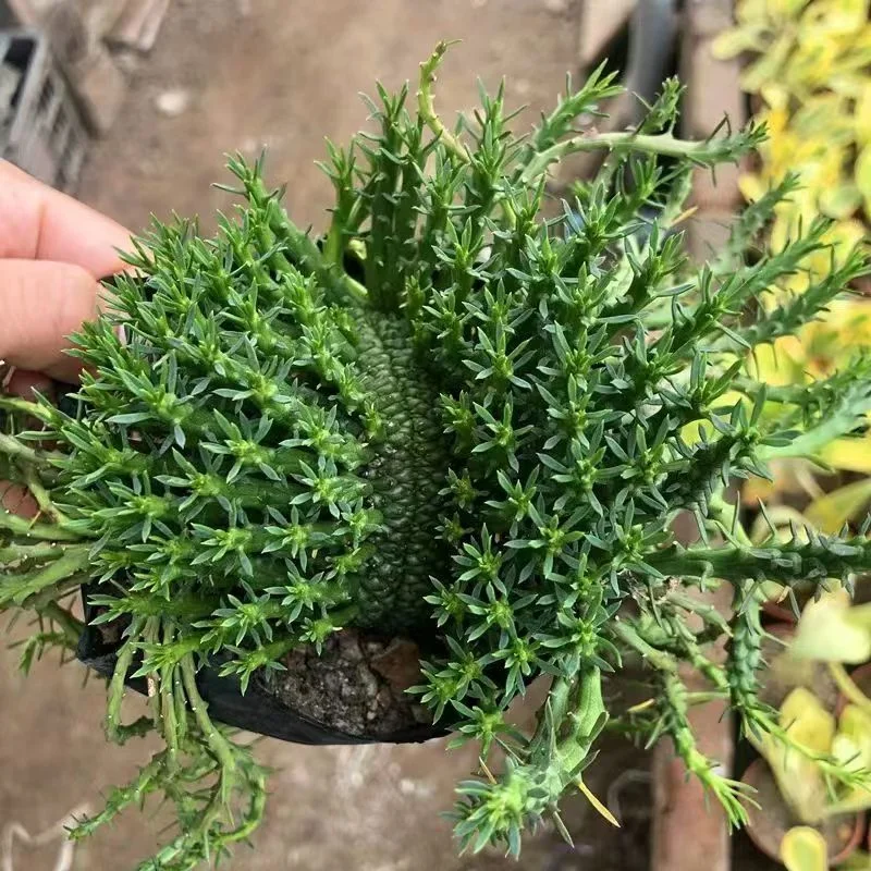 946. Euphorbia flanaganii crested 8-10cm/Caudex/ Succulent plants / Garden landscape / Carefully select healthy plants
