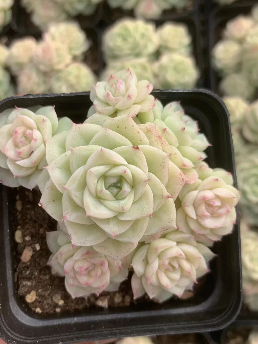 77. White Swan  single head and cluster/ Echeveria  / Succulent plants / Garden landscape / Carefully select healthy plants