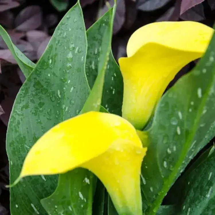 Calla Lily Bulbs – The Magical Bloom That Never Fails