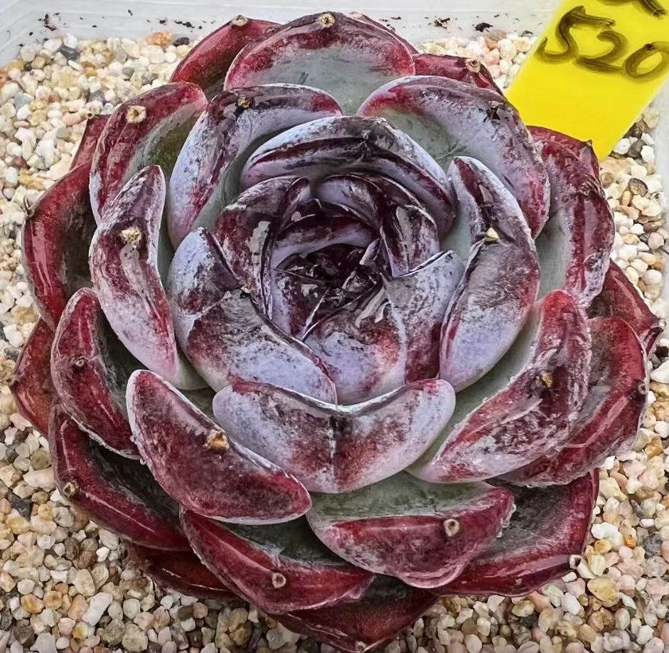plant Aeonium Echeveria Haworthia  Caudex  Lithops Cactus  Agave 