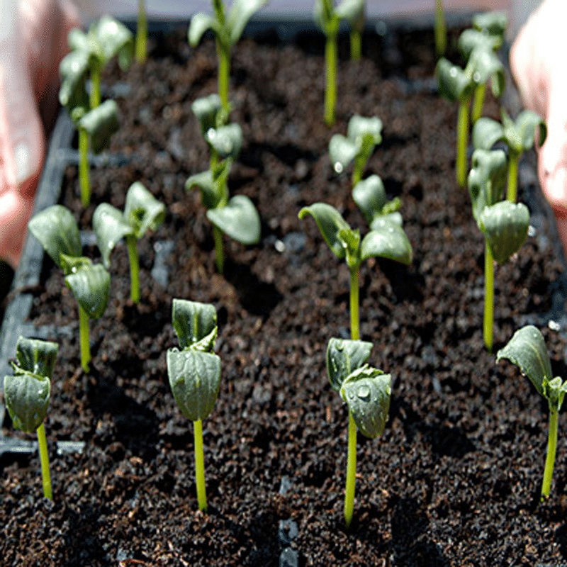 Rare Black Cucumber Seeds