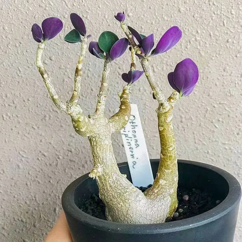 plant Aeonium Echeveria Haworthia  Caudex  Lithops Cactus  Agave 