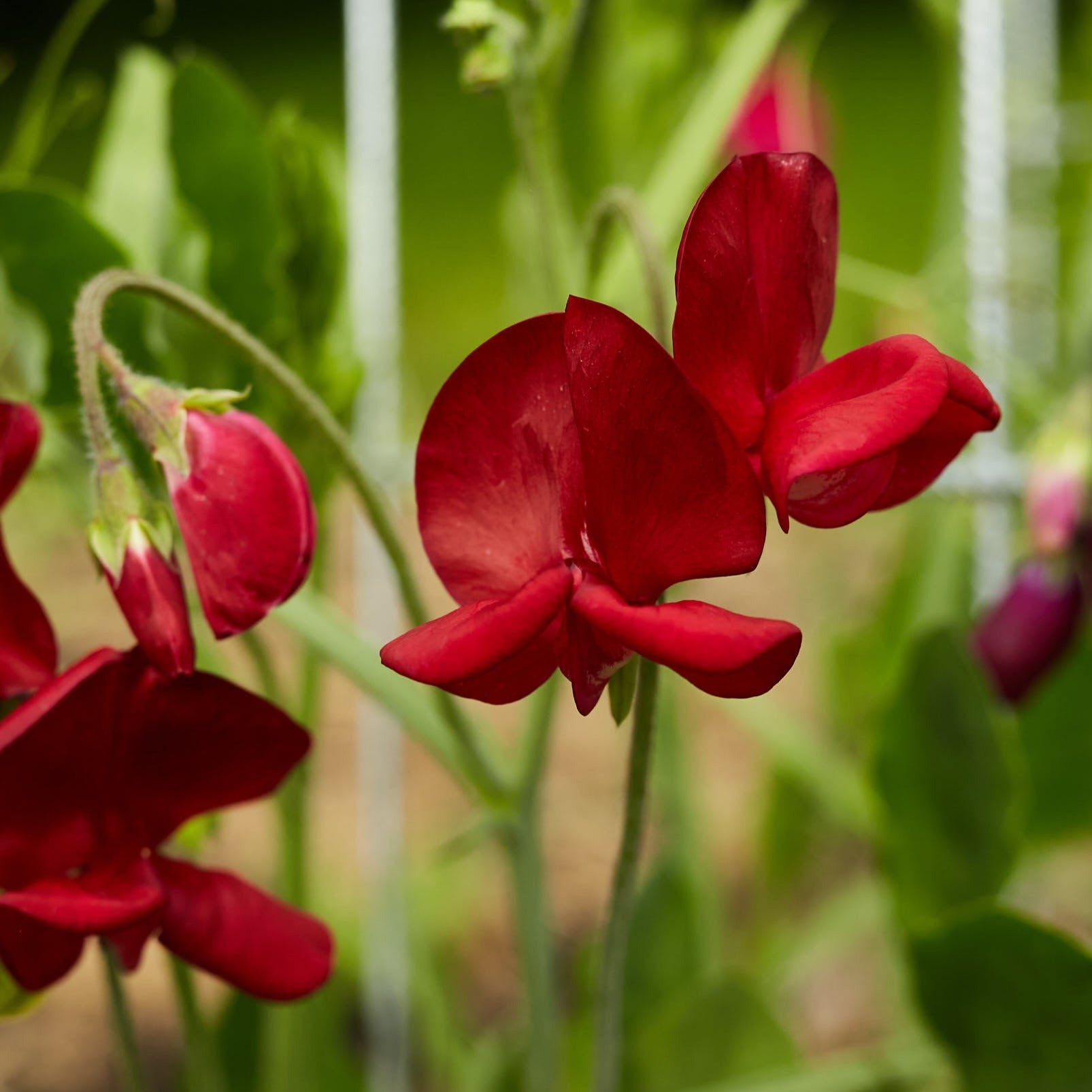 Sweet Pea Elegance Scarlet Flower | X 15 Seeds