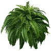 💥This Week's Special Price 💥UV Resistant Lifelike Artificial Boston Fern