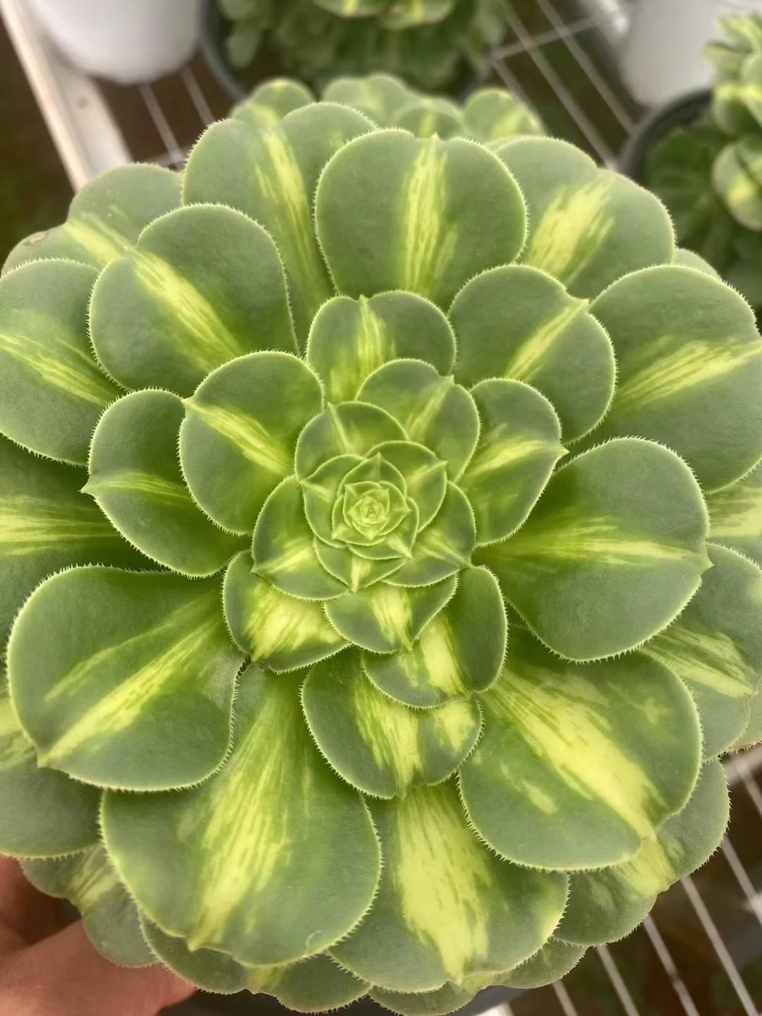 plant Aeonium Echeveria Haworthia  Caudex  Lithops Cactus  Agave 