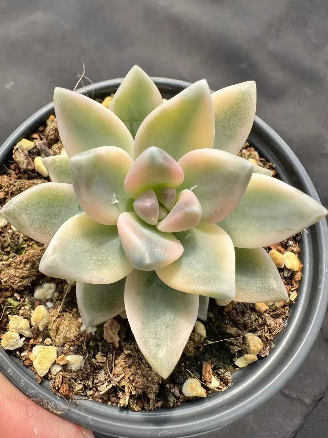 plant Aeonium Echeveria Haworthia  Caudex  Lithops Cactus  Agave 