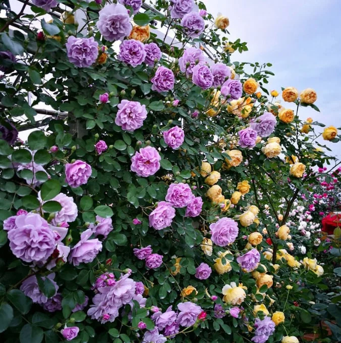 🌹Climbing Vine Rose Flower Seeds🌹