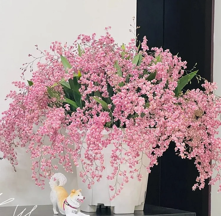 Oncidium: a shade-tolerant and drought-tolerant winter plant