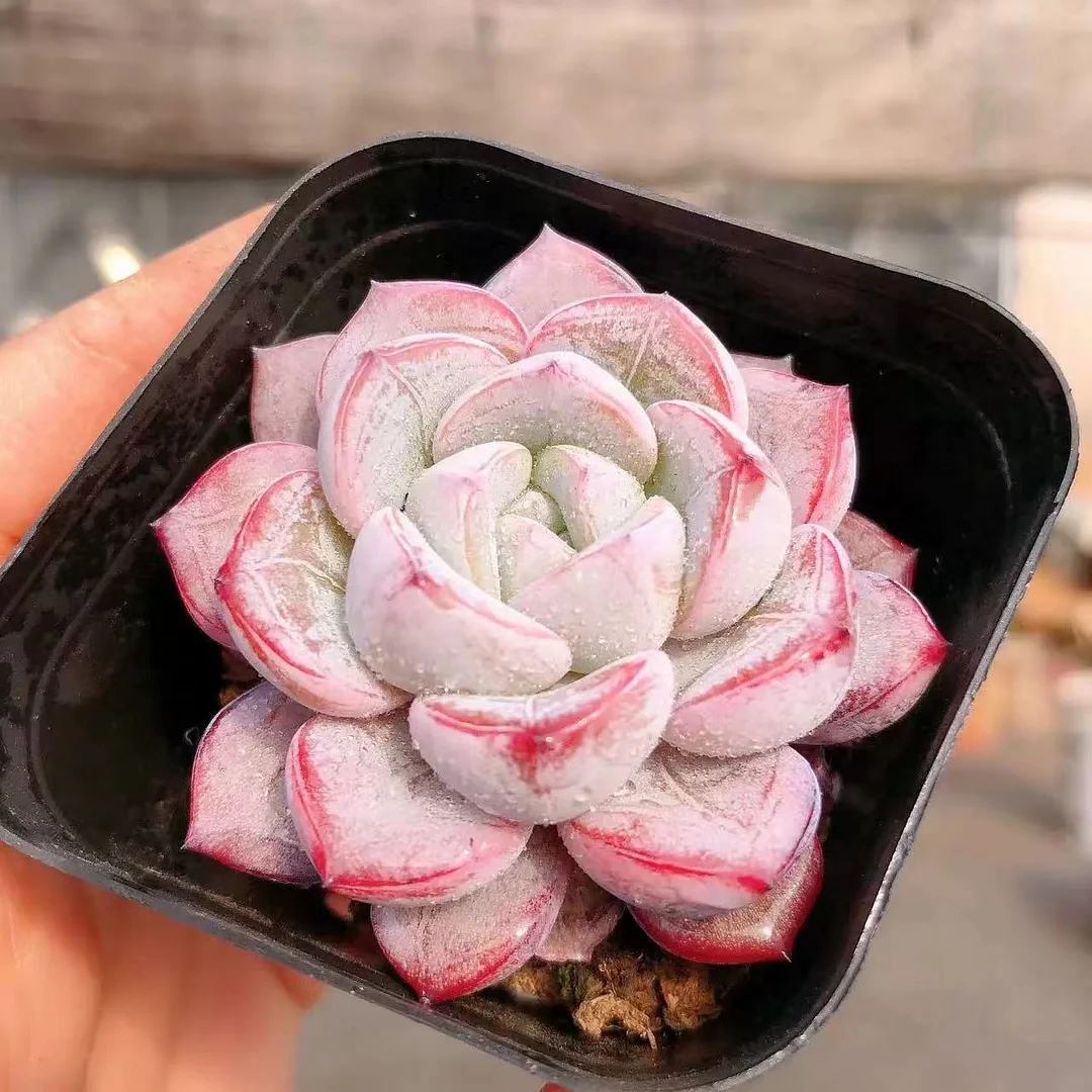 504. Werther single head and cluster/Echeveria/  Succulent plants / Garden landscape / Carefully select healthy plants