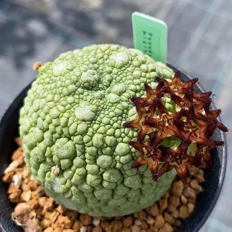 plant Aeonium Echeveria Haworthia  Caudex  Lithops Cactus  Agave 