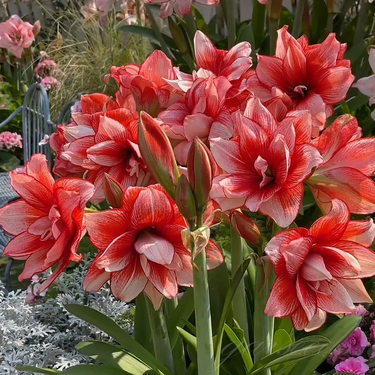Double-Flowered Amaryllis Bulbs🌼