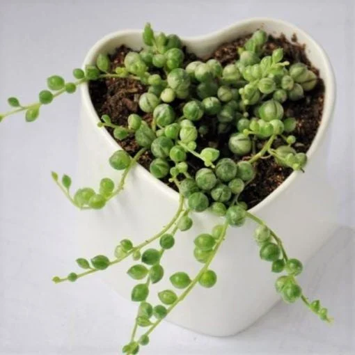 Pearl Chlorophytum Seeds