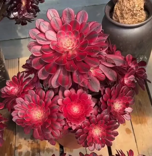 36. Zwartkin white brocade(Black copper pot with white brocade) cluster  15-18cm 8 heads / Aeonium/ Succulent plants / Garden landscape / Carefully select healthy plants
