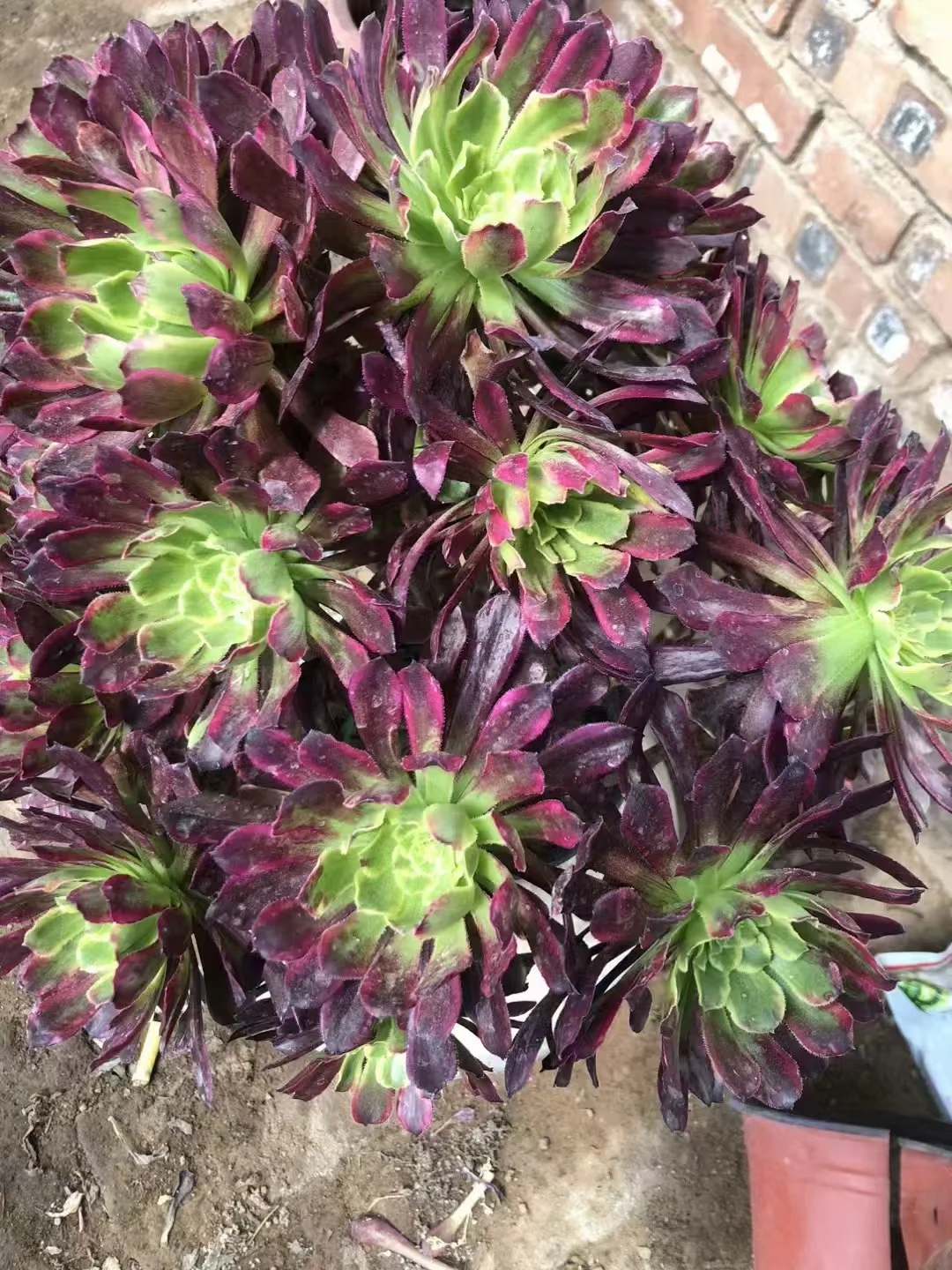 plant Aeonium Echeveria Haworthia  Caudex  Lithops Cactus  Agave 