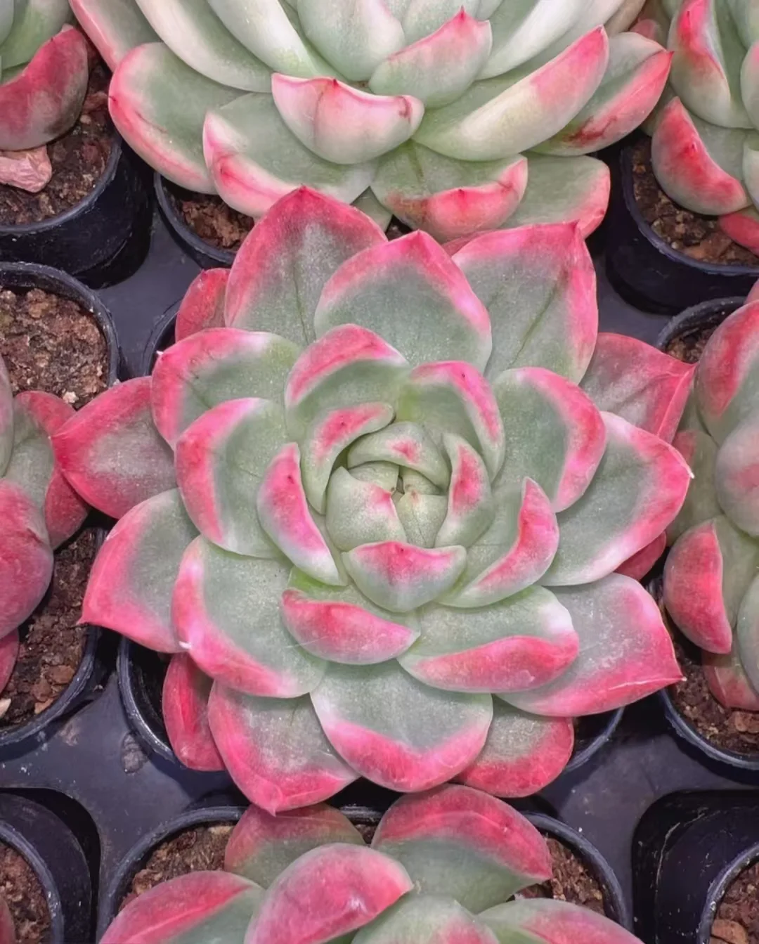 plant Aeonium Echeveria Haworthia  Caudex  Lithops Cactus  Agave 