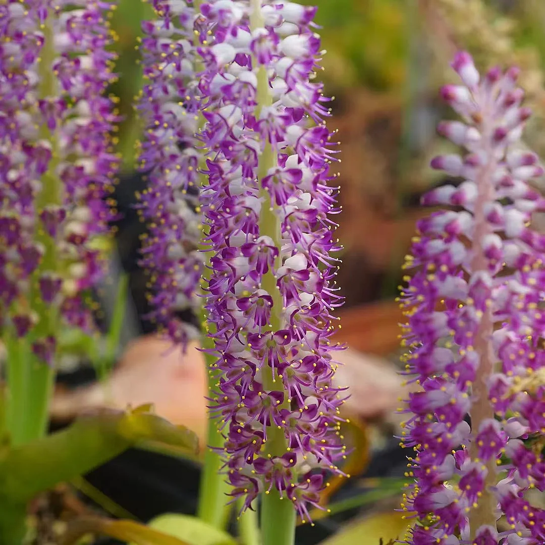 1096. Lachenalia carnosa  0.5-1cm / Caudex /  Succulent plants / Garden landscape / Carefully select healthy plants