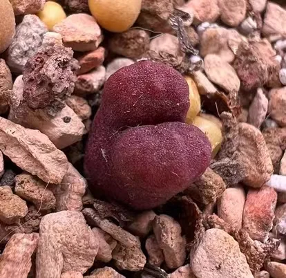 plant Aeonium Echeveria Haworthia  Caudex  Lithops Cactus  Agave 