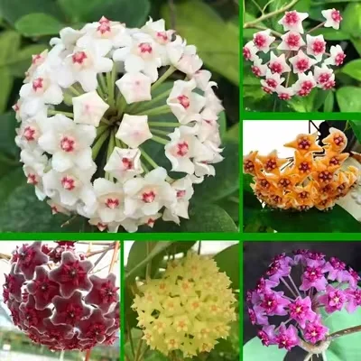 Hoya Carnosa Mixed Color Seeds- Over 5 Colors