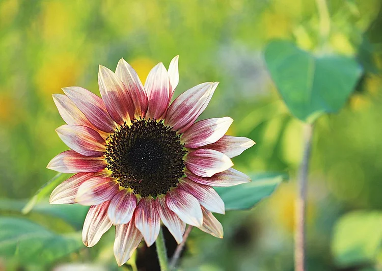 Skyscraper Sunflower Seed [LS21442] - $6.12 : Flower Seeds