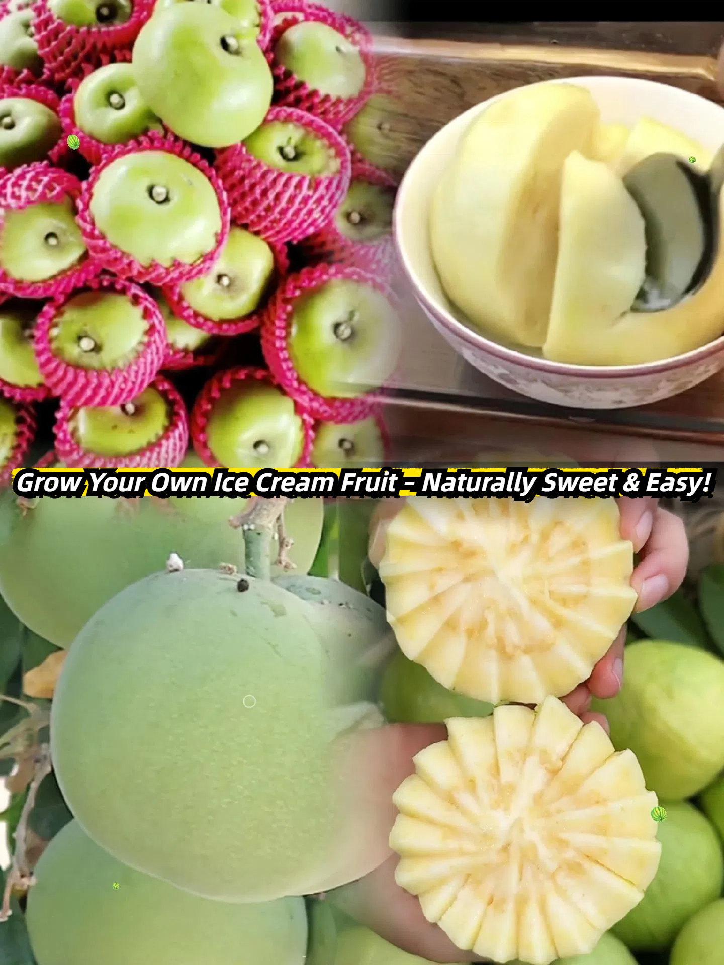 🍨 Ice Cream Fruit – White Persimmon 🍃Seeds