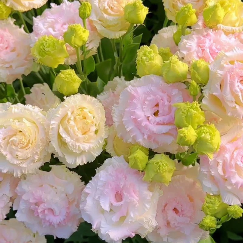 Premium Lisianthus Seeds – Grow Elegant, Long-Lasting Blooms in Your Garden