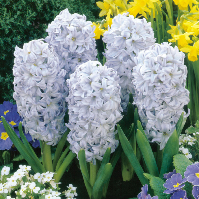 Mixed Color Hyacinth Seeds