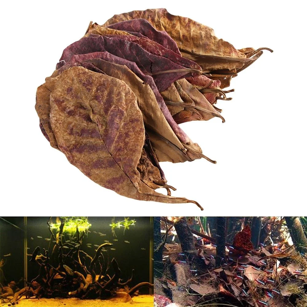 10pcs Indian Almond Leaves for Betta Fish Aquarium