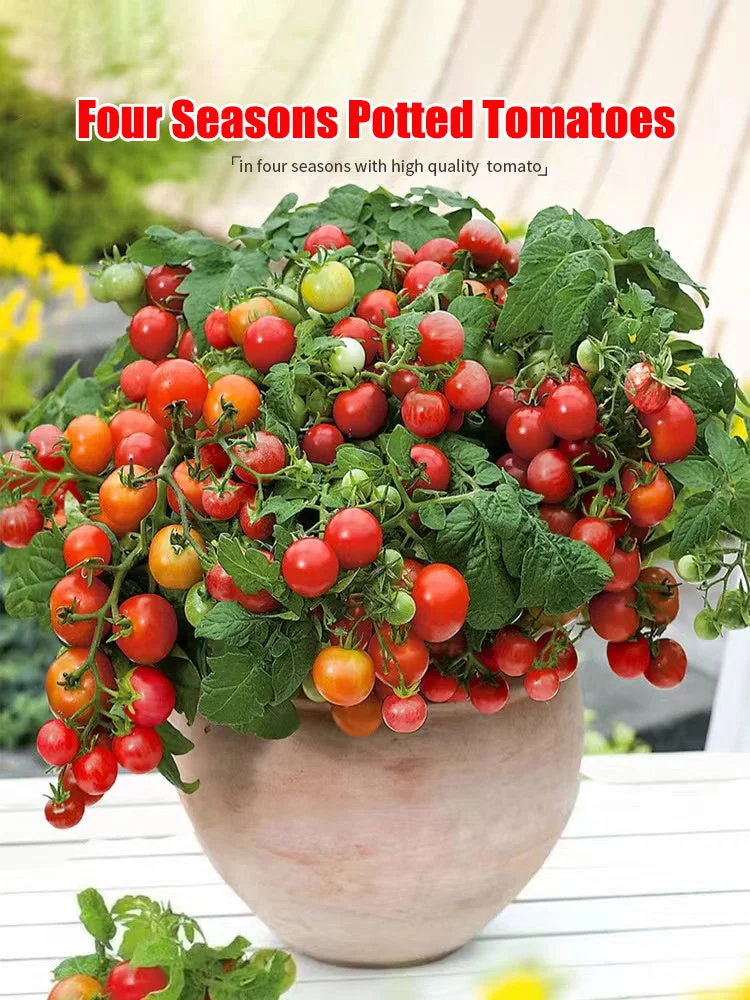 Last Day Promotion 60% OFF🍅Colorful Dwarf Tomatoes(98% Germination)⚡Buy 2 Get Free Shipping