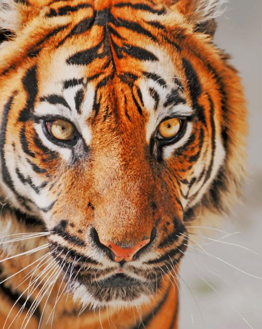 

Tiger Photography – Paint By Numbers - 40*50CM, 501 Original