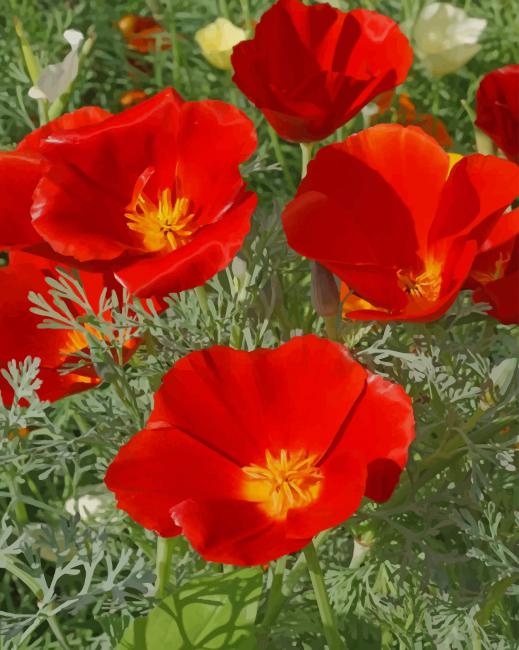 

California Poppy Flowers – Paint By Numbers - 40*50CM, 501 Original