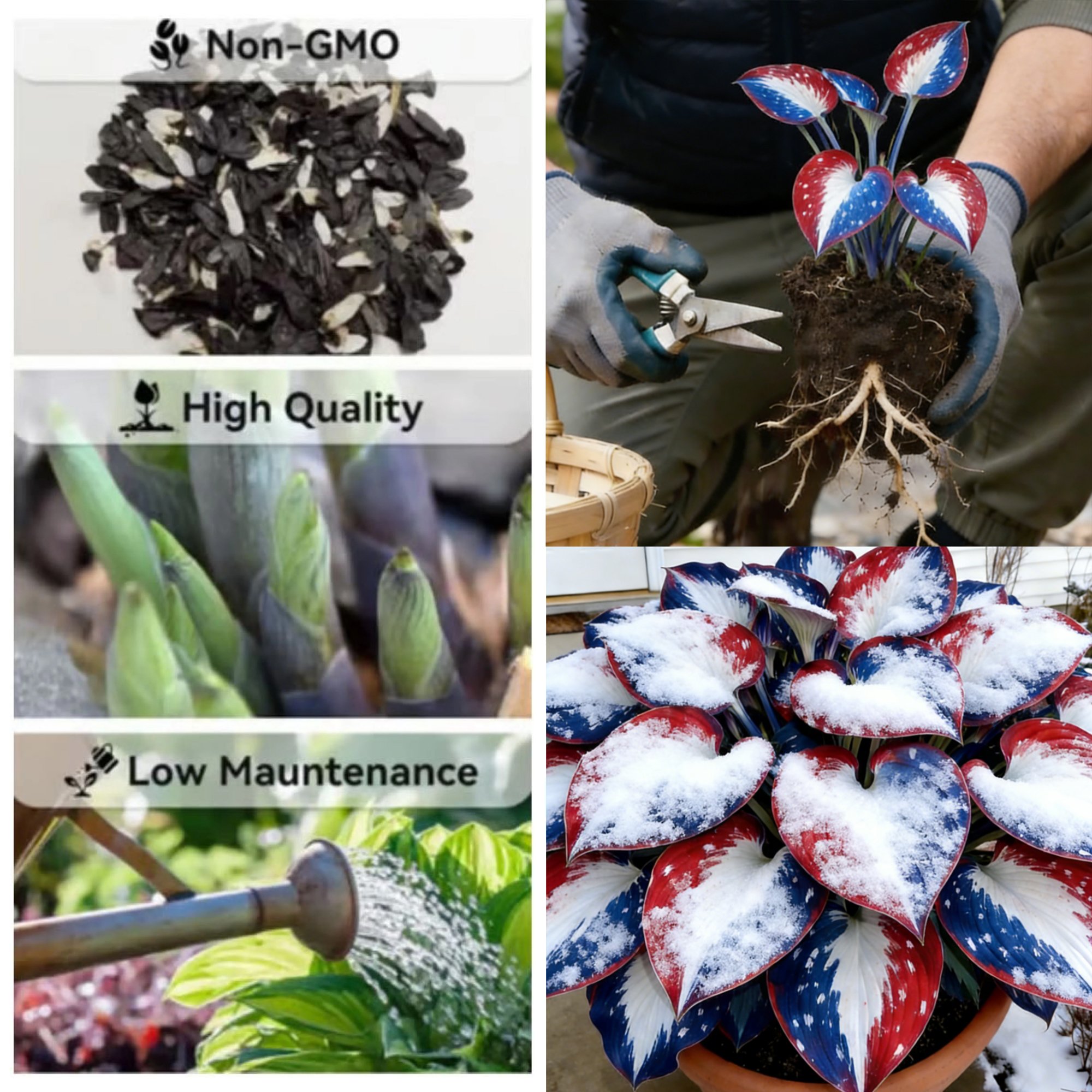 (🔥Celebrate America's 250th - 49% OFF)🌱Premium Rare Hosta Seeds🌿Shade-Tolerant Plant - BUY 2 GET 1 FREE