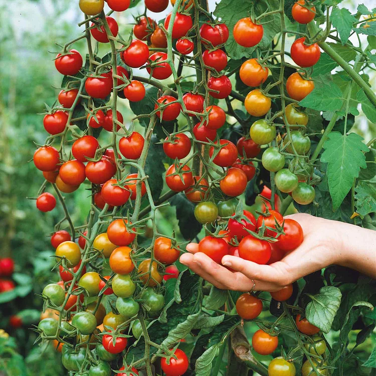 Last Day Promotion 60% OFF🍅 Supersweet 100 Clustered Tomatoes Seeds (98% Germination)⚡Buy 2 Get Free Shipping