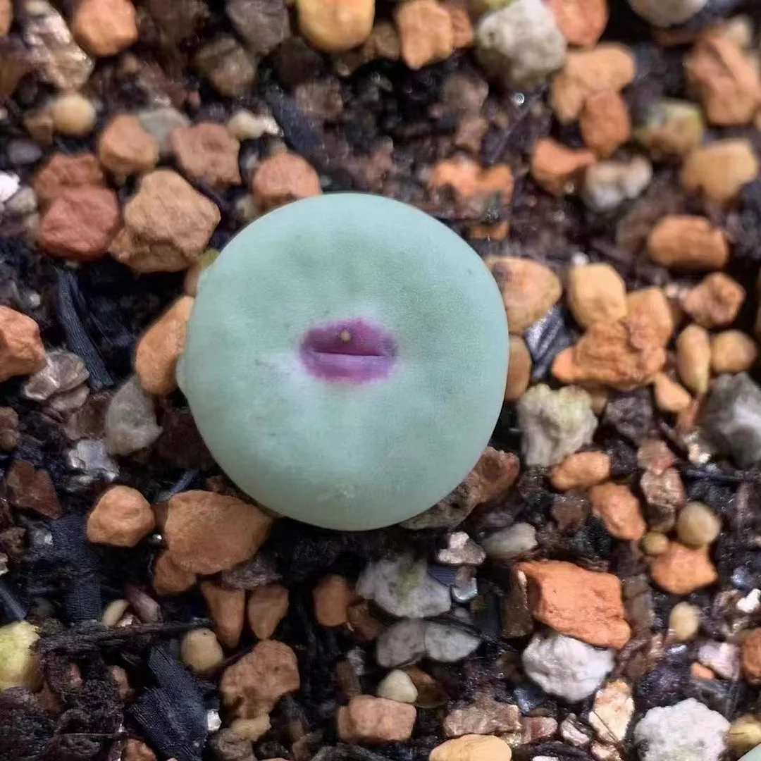 plant Aeonium Echeveria Haworthia  Caudex  Lithops Cactus  Agave 