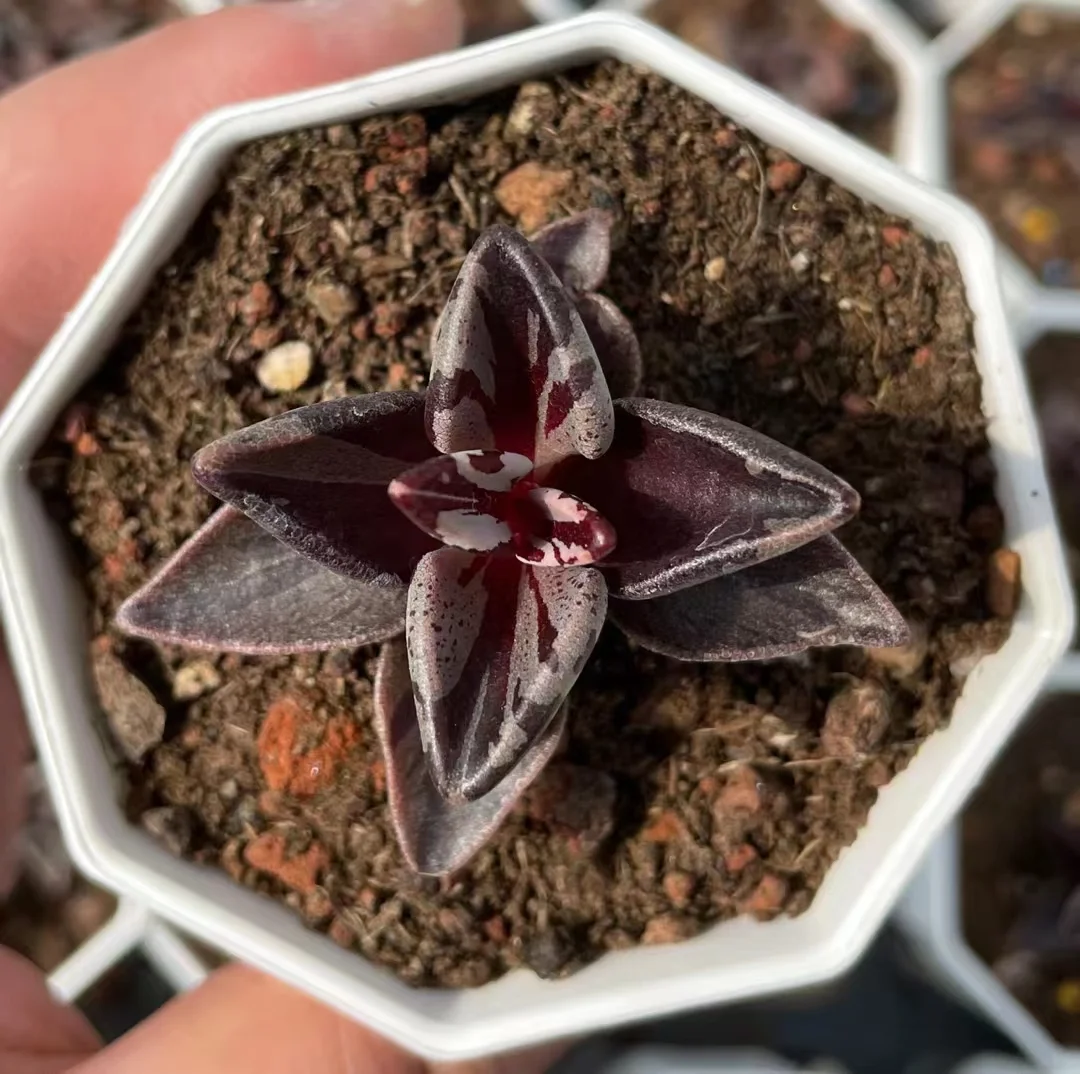 plant Aeonium Echeveria Haworthia  Caudex  Lithops Cactus  Agave 