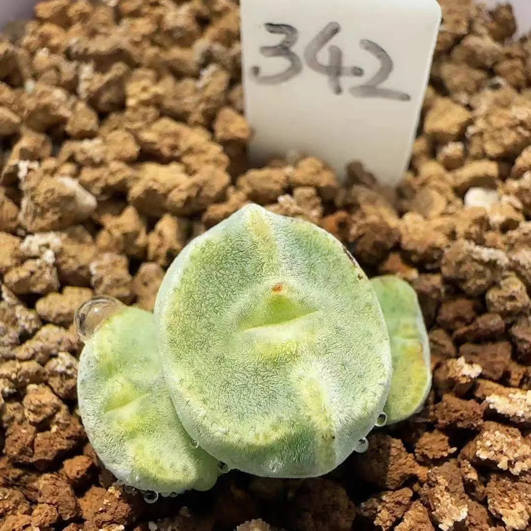 plant Aeonium Echeveria Haworthia  Caudex  Lithops Cactus  Agave 