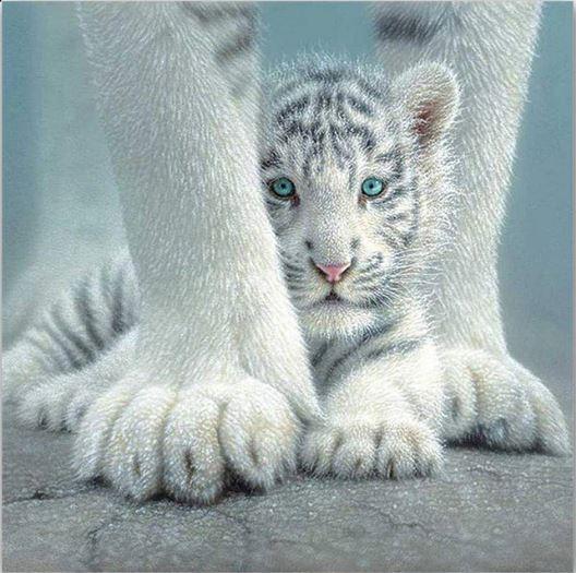 

Cute Baby White Tiger – Paint By Numbers - 40*50CM, 501 Original