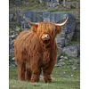 Highland Cow-11CT Stamped Cross Stitch 40*50cm tapestrymarket