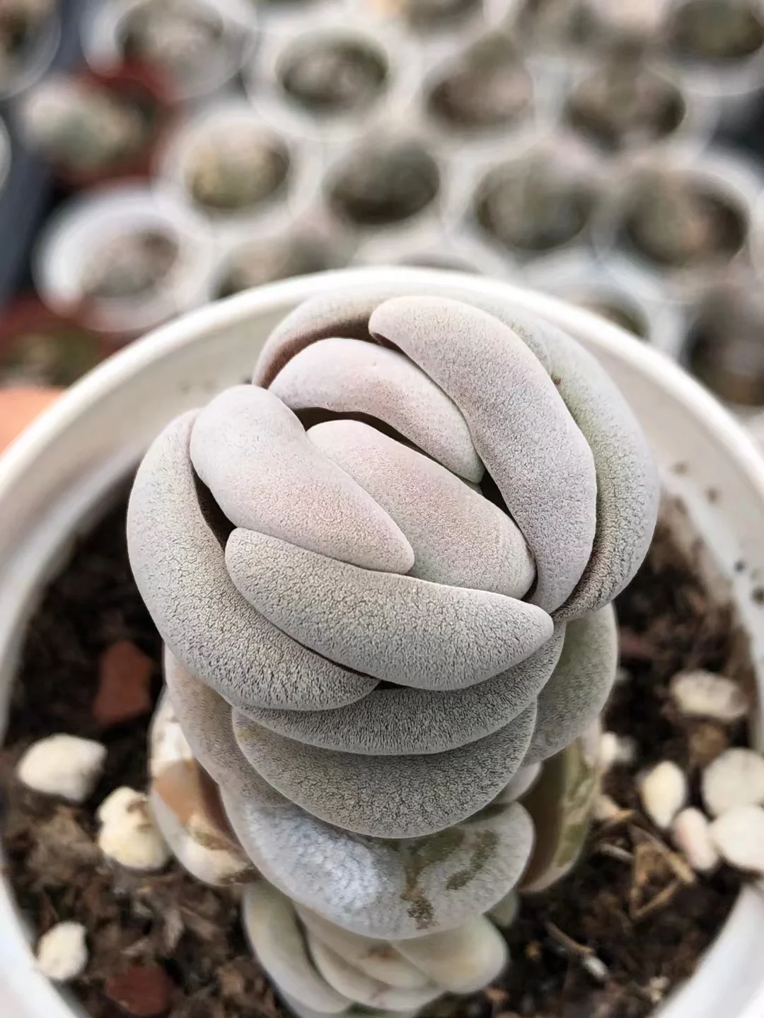 plant Aeonium Echeveria Haworthia  Caudex  Lithops Cactus  Agave 