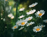 Daisies - Diamond Painting
