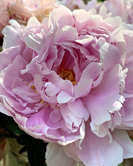 

Common Peony – Paint By Numbers - 40*50CM, 501 Original
