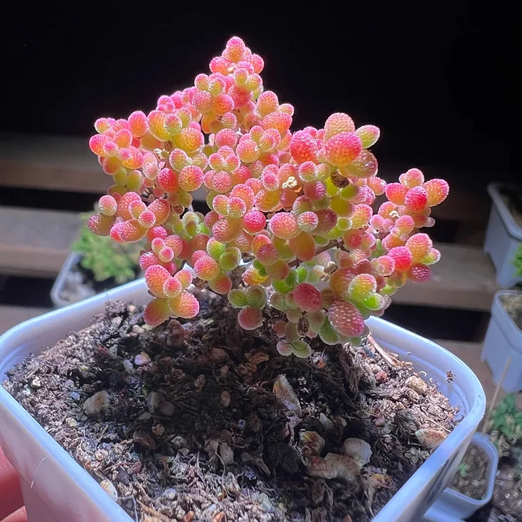 🌱🍬Candy Succulent: Sweet Charm That Grows with Zero Drama!🌸