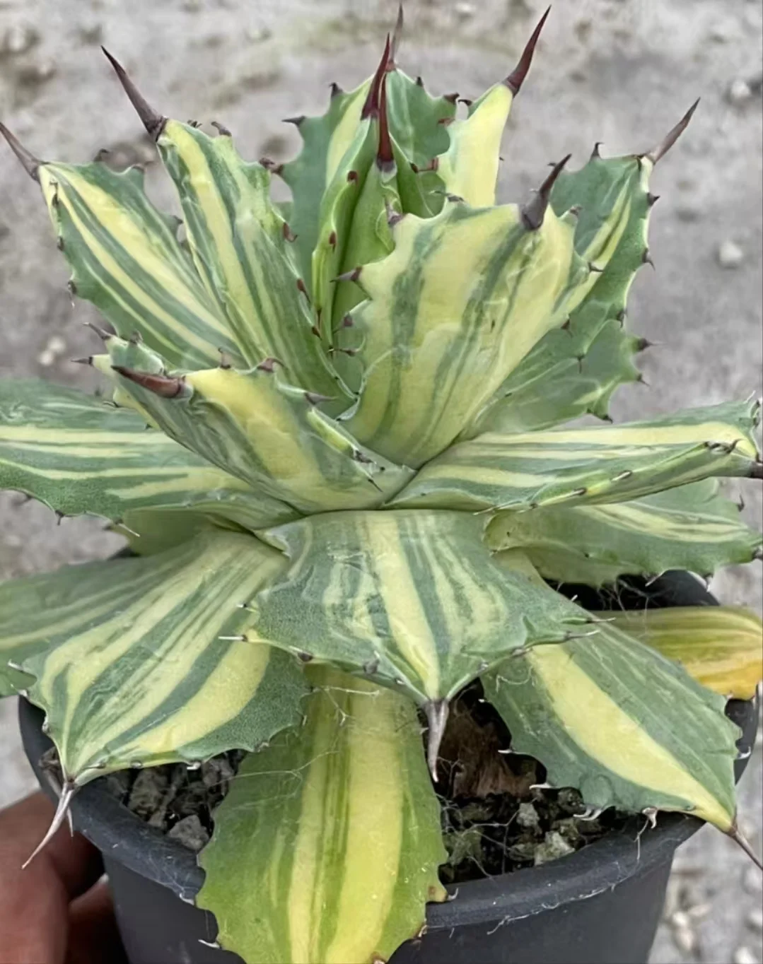 plant Aeonium Echeveria Haworthia  Caudex  Lithops Cactus  Agave 