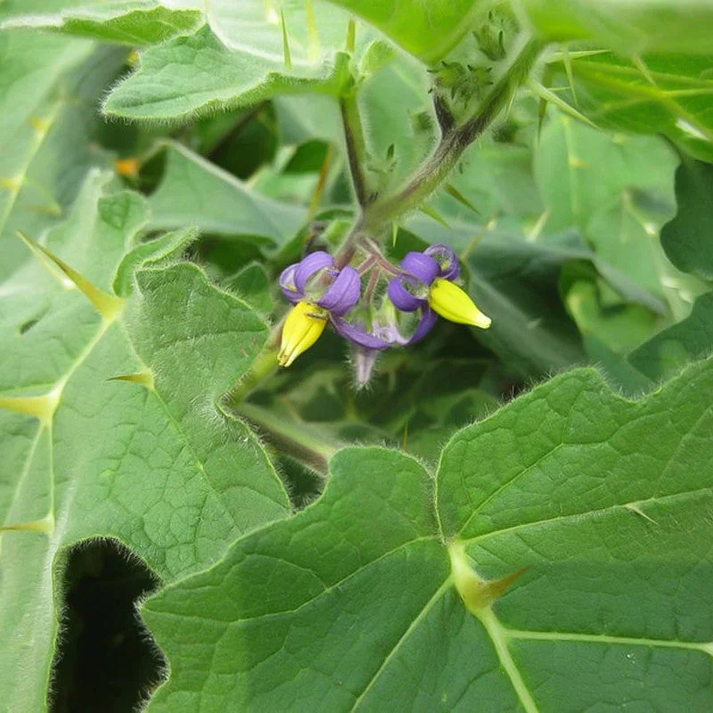 Rare Exotic Nipple Fruit Seed