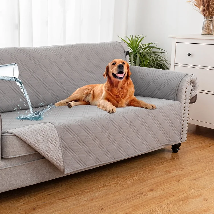 physiotherapy for dogs with hip dysplasia