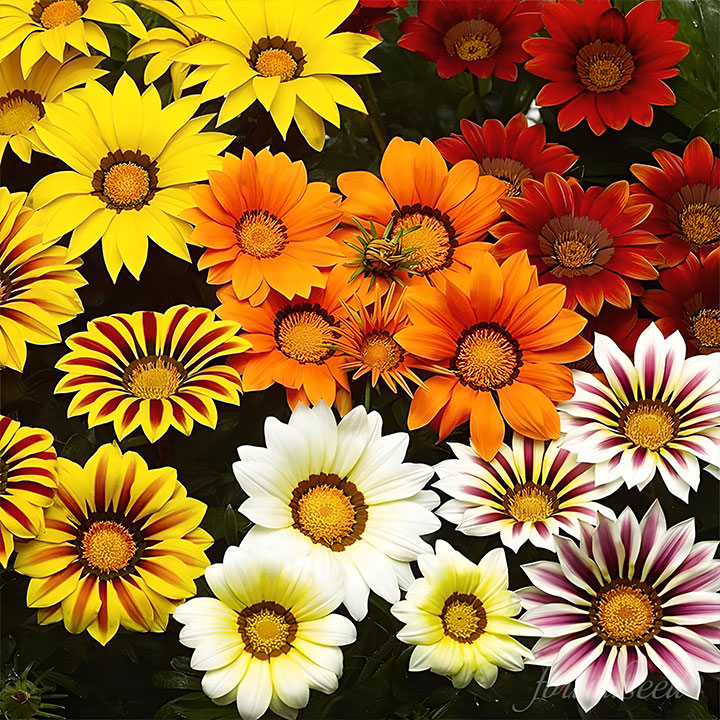 🌼Medal Chrysanthemum Seeds - Flower of Glory