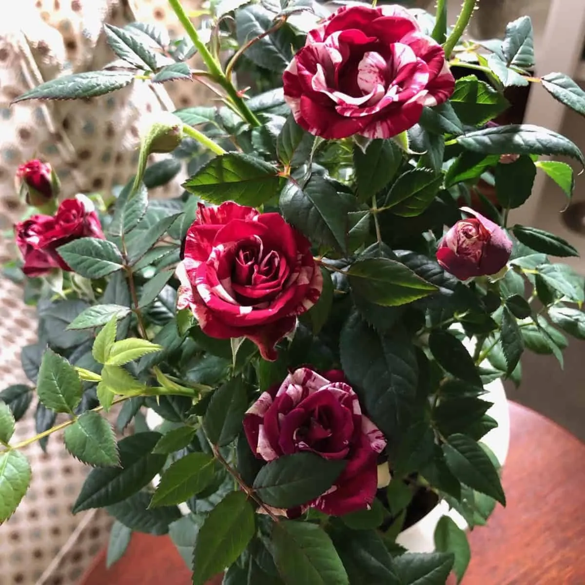 Rose red white Miniature Rose